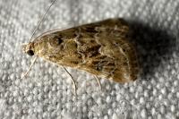 Hellula undalis