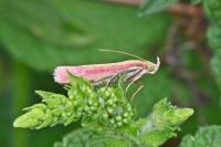 Oncocera semirubella