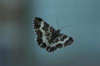 Epirrhoe tristata