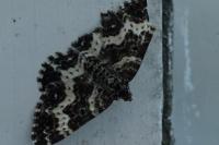 Epirrhoe tristata
