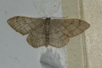 Idaea aversata