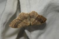 Idaea aversata