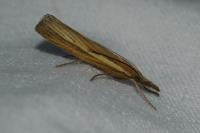 Agriphila tristella