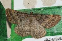 Selidosema taeniolaria