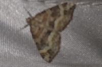 Perizoma bifaciata