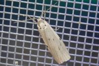 Pelosia muscerda