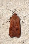 Noctua pronuba