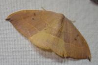 Watsonalla uncinula