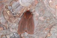 Phragmatobia fuliginosa