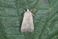 Caradrina clavipalpis