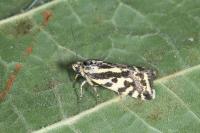 Emmelia trabealis