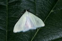 Sitochroa palealis
