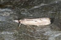 Agriphila geniculea