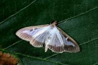 Cydalima perspectalis