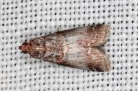 Acrobasis advenella