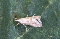 Euchromius anapiellus