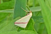Rhodometra sacraria