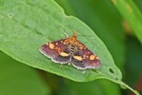 Pyrausta aurata