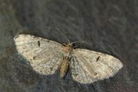 Eupithecia assimilata
