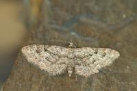 Eupithecia pusillata