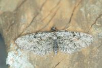 Eupithecia icterata
