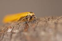 Indalia lutarella