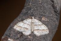 Mesotype parallelolineata