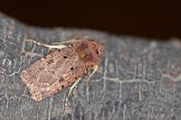 Chersotis rectangula