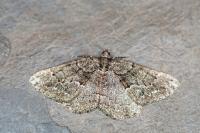 Deileptenia ribeata