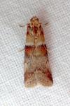 Acrobasis tumidana