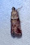 Acrobasis consociella/sodalella