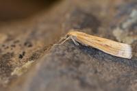 Agriphila inquinatella/paleatella