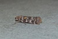 Dioryctria sylvestrella