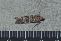 Dioryctria sylvestrella