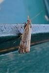 Chrysocrambus linetella