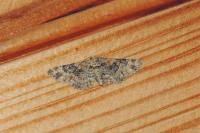 Eupithecia pulchellata