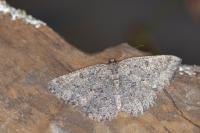 Charissa obscurata obscurata