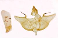 Charissa obscurata obscurata