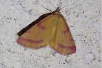 Lythria purpuraria
