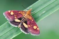 Pyrausta aurata