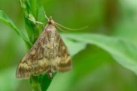 Ostrinia nubilalis