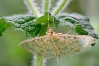 Patania ruralis