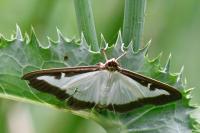 Cydalima perspectalis