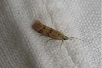 Homoeosoma sinuella