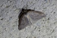 Pachycnemia hippocastanaria hippocastanaria
