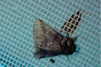 Thaumetopoea processionea