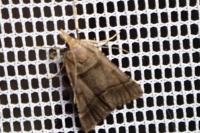 Stemmatophora brunnealis