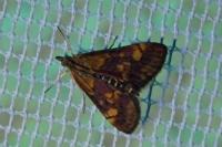 Pyrausta aurata