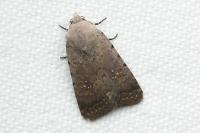 Caradrina flavirena