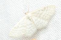Idaea subsericeata